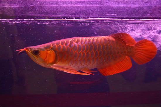 Arowana - The Red Dragon Fish. Pictures, Images and Photos