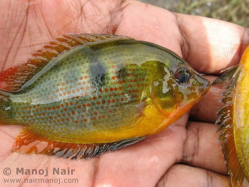 Orange Chromide Cichlid