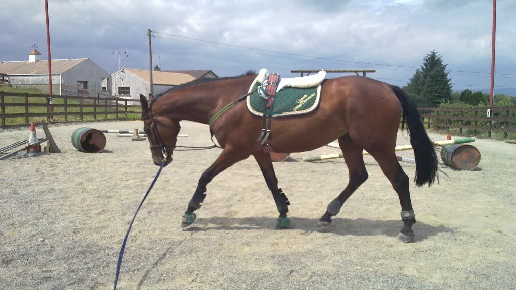 Bungee training aids.