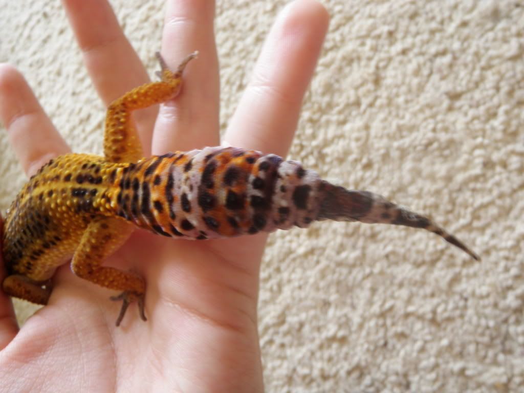 my cat ate my leopard gecko