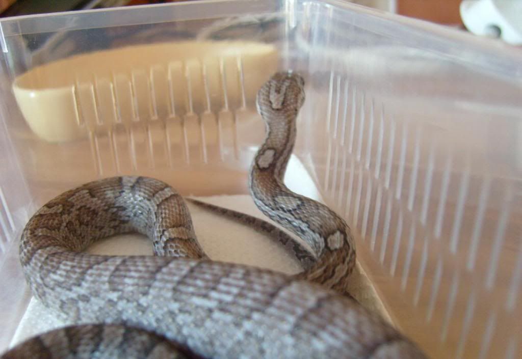 nagini2resize.jpg