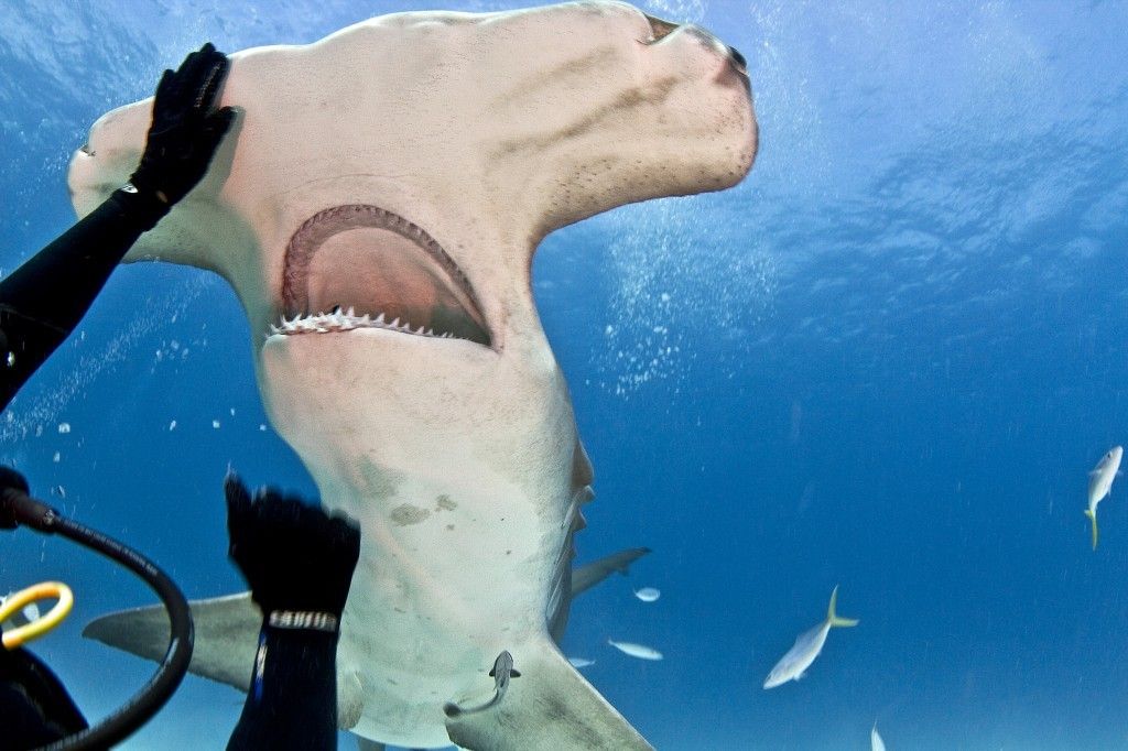 CATERS_HAMMERHEAD_SHARKS_SURROUND_DIVER_