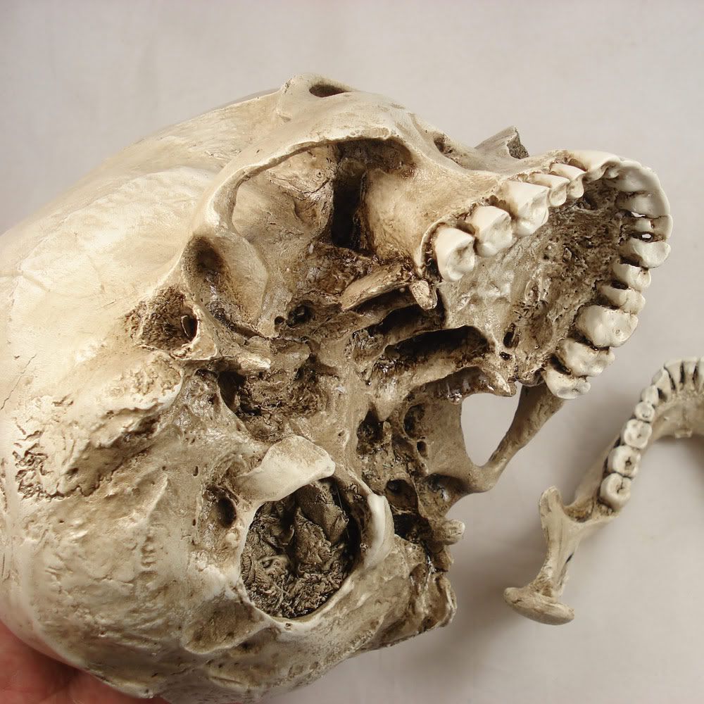 Human Skull Size