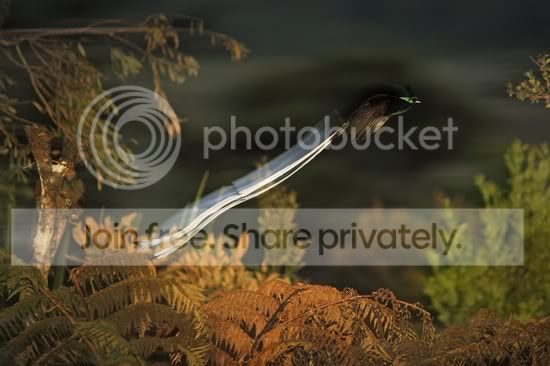 1275914816.jpg