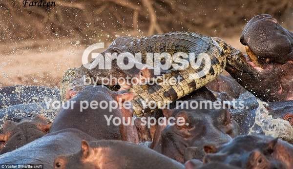 crocodilewaskilledbyhip.jpg