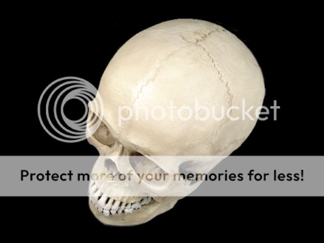 White Resin Replica 11 Life Size Human Anatomy Skull  